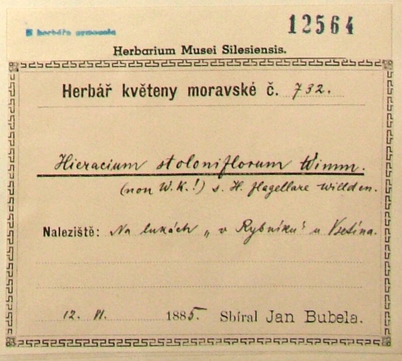 Bubela Jan