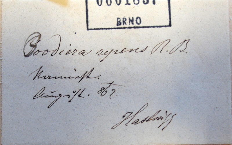 Haslinger Franz