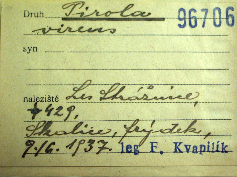 Kvapilík František